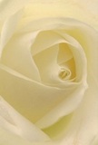 This close-up draws you into the soft centre of a creamy white rose, as if enveloped by its whisper-light petals moments after sunrise in Hornsey. Each spiral layer seems to unfold with measured grace, inviting your imagination to trace their velvety surface dusted with the faintest morning dew. Gentle illumination plays across the flower, highlighting the smooth continuum of ivory and cream and creating pockets of delicate shadow-a quiet drama akin to the hush of a tranquil street near Crouch End at dawn. The effect is both peaceful and uplifting, perfectly suited for expressing sympathy, admiration, or marking a milestone with poised beauty. In every curve and shadow, you can almost sense the gentle artistry and local expertise behind every bouquet, crafted by Hornsey's passionate florists. With every hand-delivered arrangement, this timeless rose conveys unspoken comfort, respect, and the heartfelt sentiment cherished by the vibrant community of Hornsey.